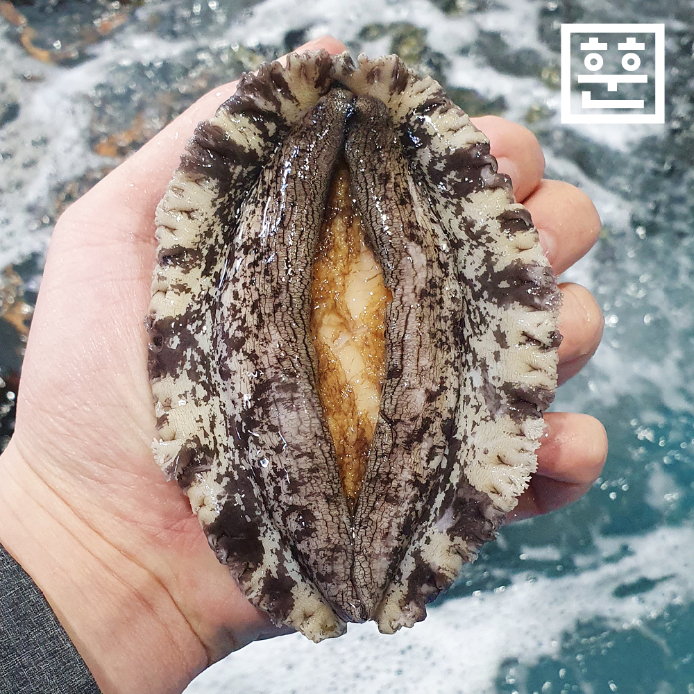 산지직송 완도 활전복 1kg 산소포장 1박스 참전복