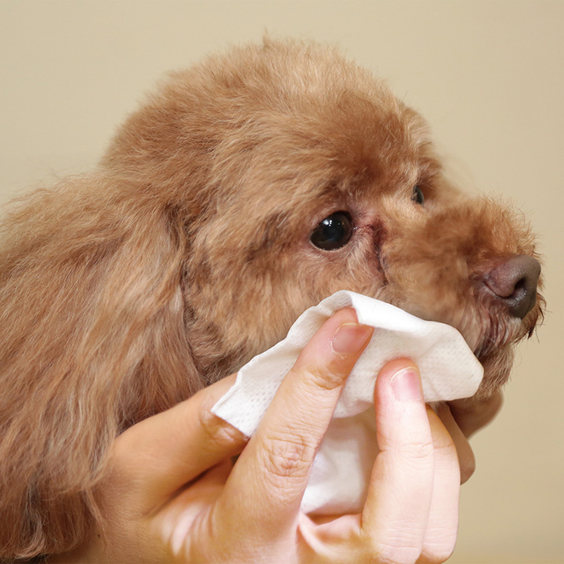 일본 고양이 토러스 눈곱 & 귀 이어 시트 30매 - 상세 이미지 2