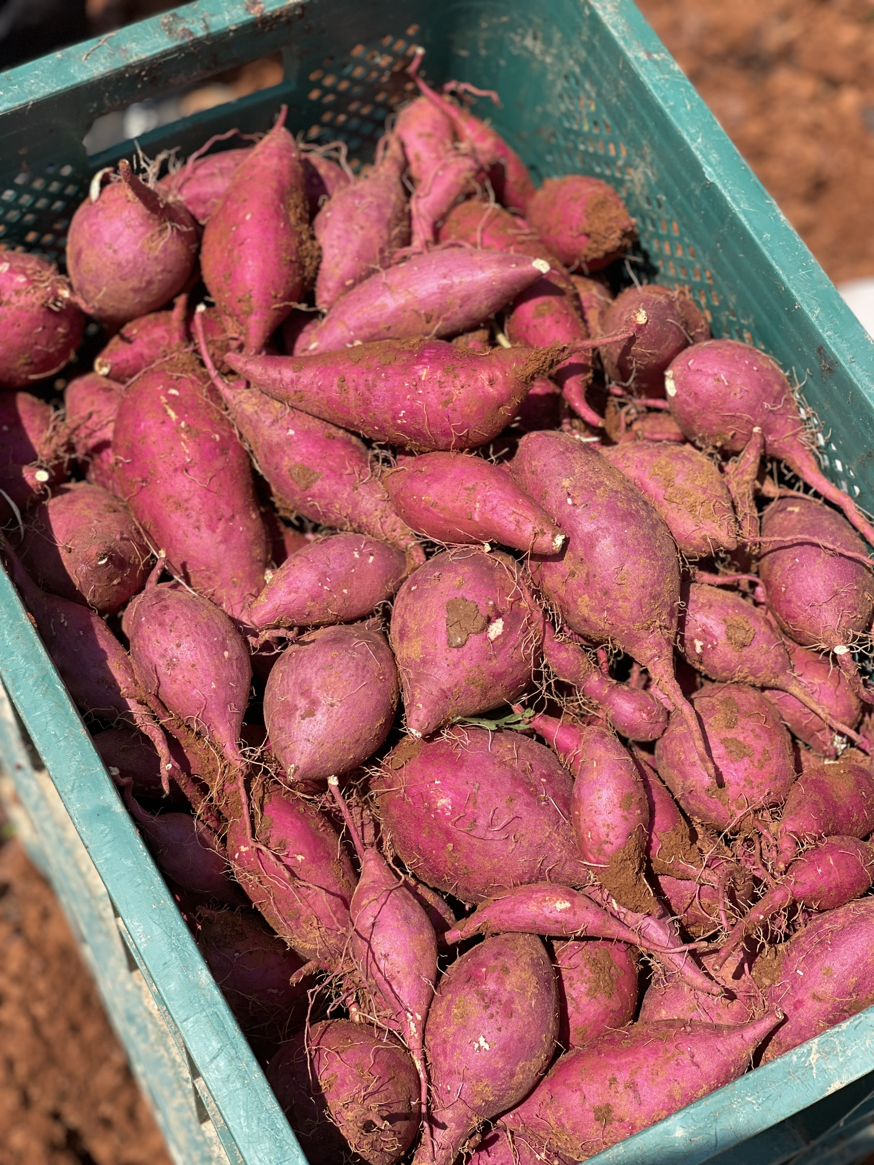 고당도 해남 꿀고구마 햇 밤 고구마 3kg 5kg