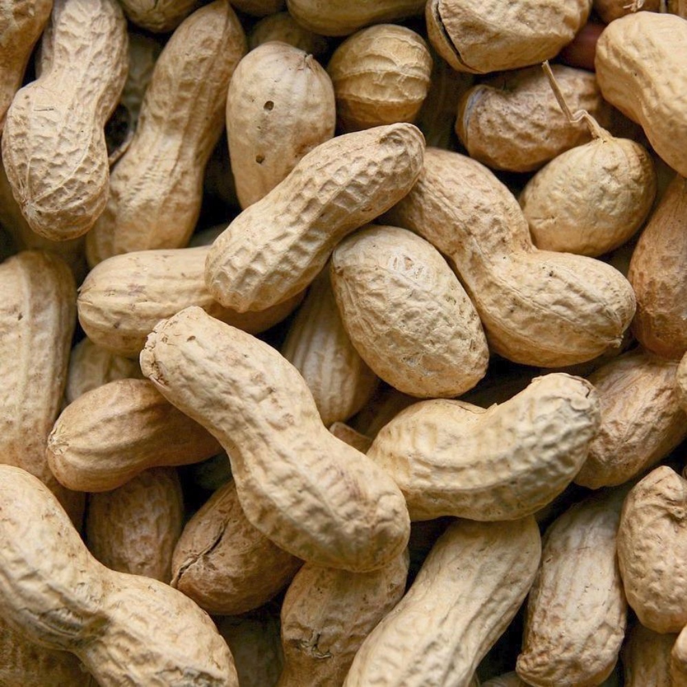 껍질째먹는땅콩 국내산 여주땅콩 제철 국산생땅콩 햇땅콩 피땅콩 500g, 1개 - 상세 이미지 3