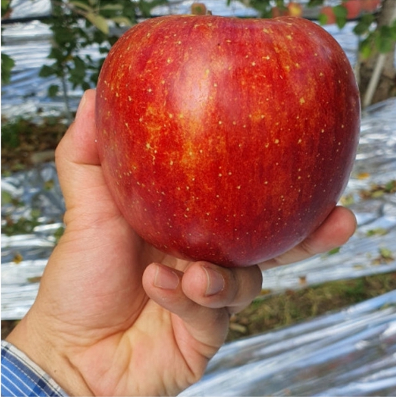사과 문경 홍로 꿀사과 부사 감홍 못난이 가정용 흠과 선물용 3kg 5kg 산지직송