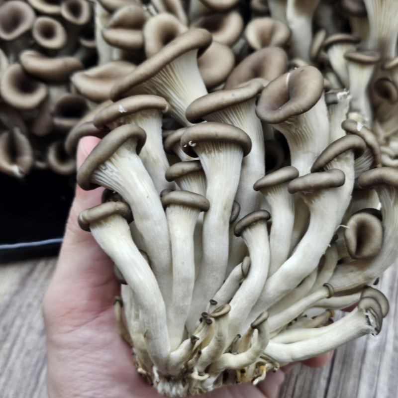 자연가득 무농약 느타리 흑타리 버섯 2kg - 상세 이미지 2