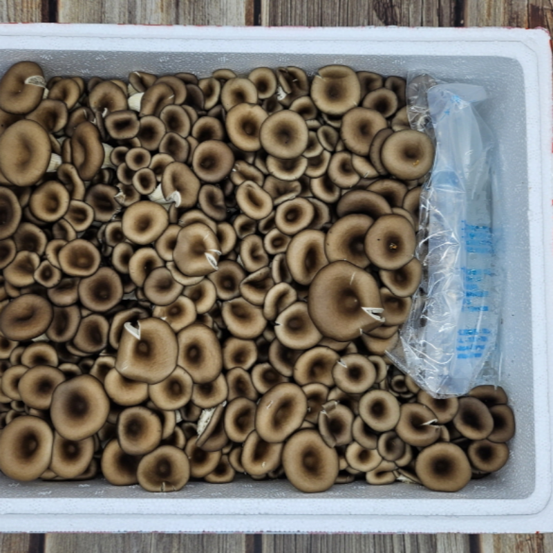 자연가득 무농약 느타리 흑타리 버섯 2kg - 상세 이미지 5