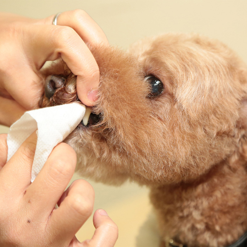 일본 고양이 토러스 치석 플라그 케어 시트 30매 - 상세 이미지 2