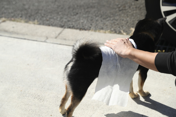 일본 고양이 펫 프로 재팬 외출용 살균 물티슈 5개입 이미지 7