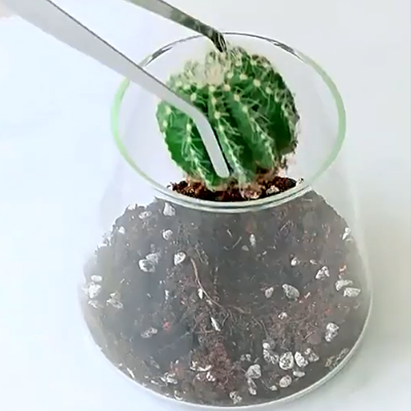 삼각형 유리병 이끼테라리움 용기 화병 어항 미니비바리움 수조 디자인컵 마리모 DIY 화분 - 상세 이미지 4