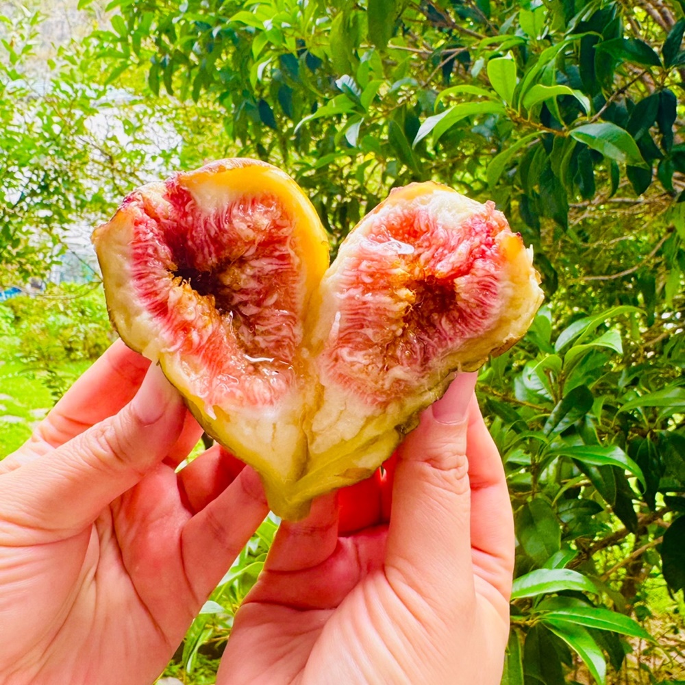 당일수확 영암 생 무화과 GAP 홍무화과 2팩 고당도 산지직송