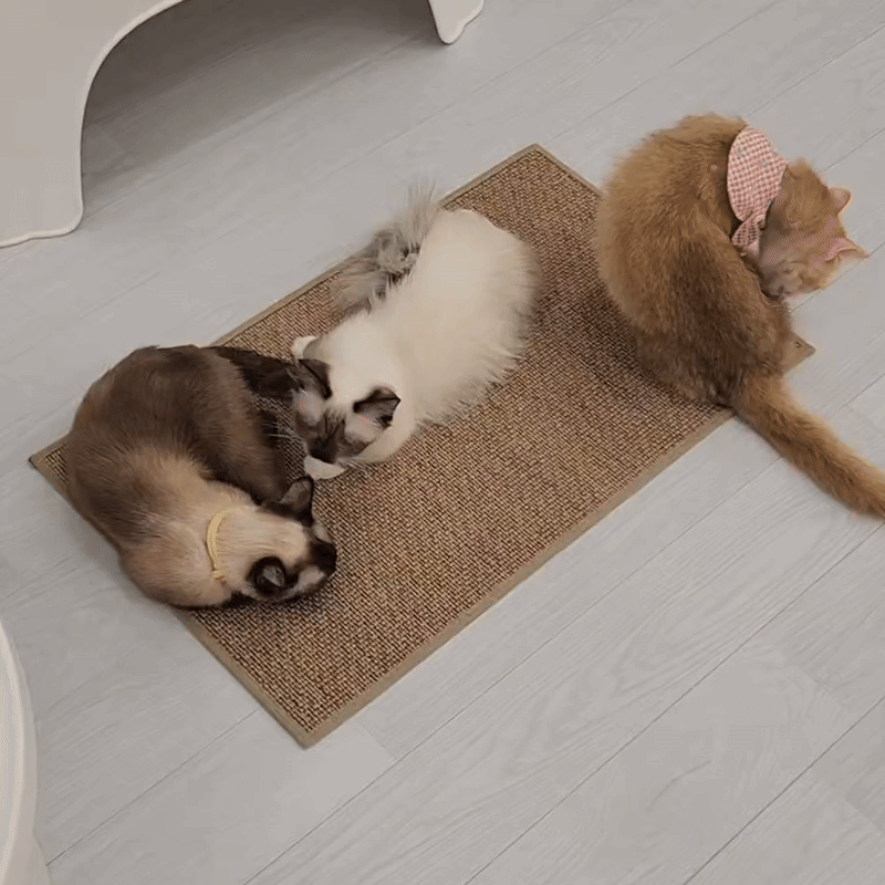 고양이 안식처 캣나인 이너무바 반영구 스크래쳐 카페트 매트타입 플랫형