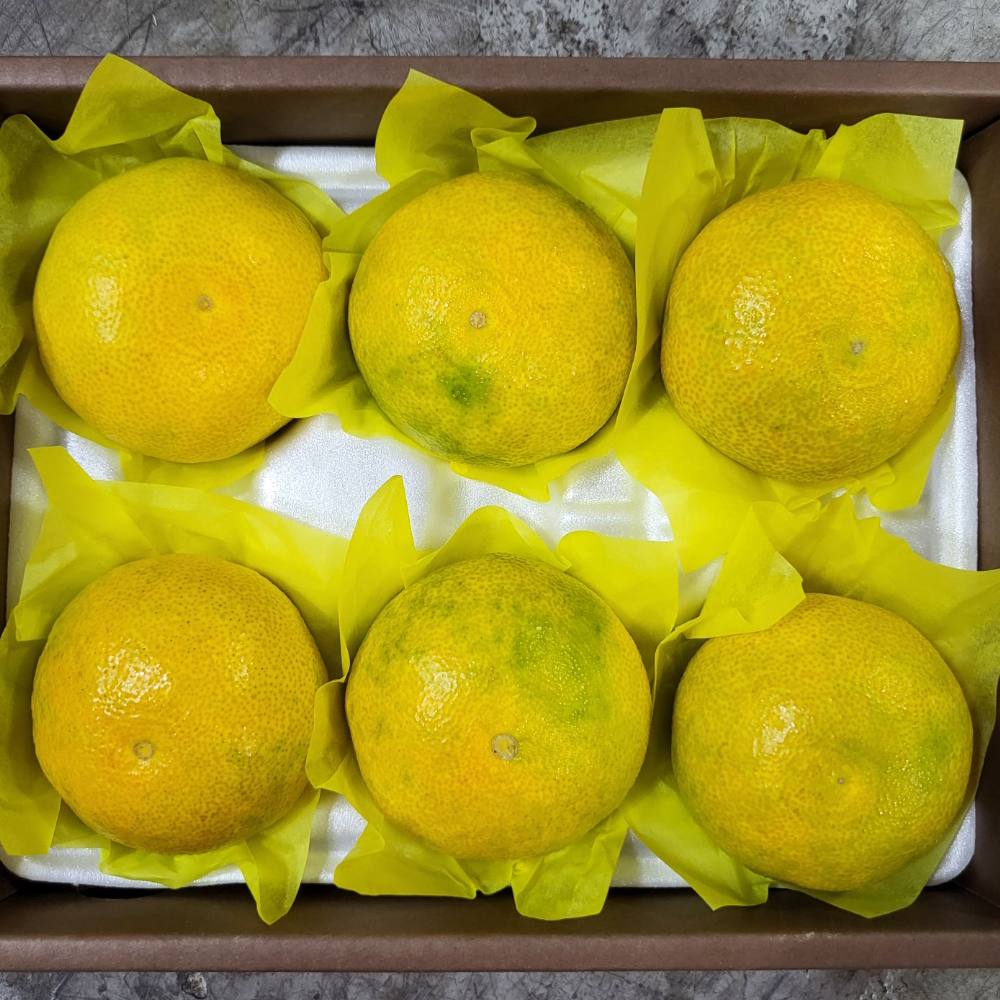 산지직송 제주 황금향 가정용 2kg - 상세 이미지 3
