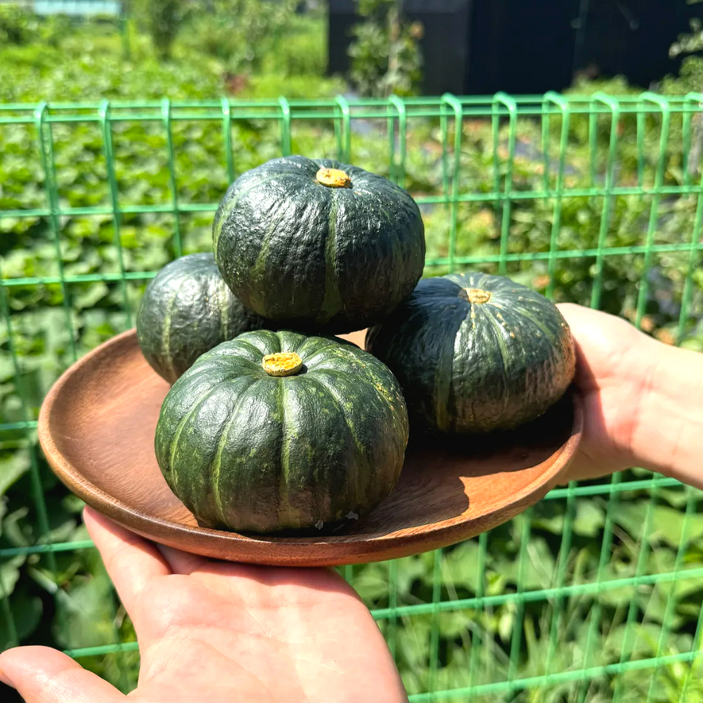 제주 미니 단호박 밤호박 제주도 보우짱 단호박 특품 3kg 5kg 10kg - 상세 이미지 3