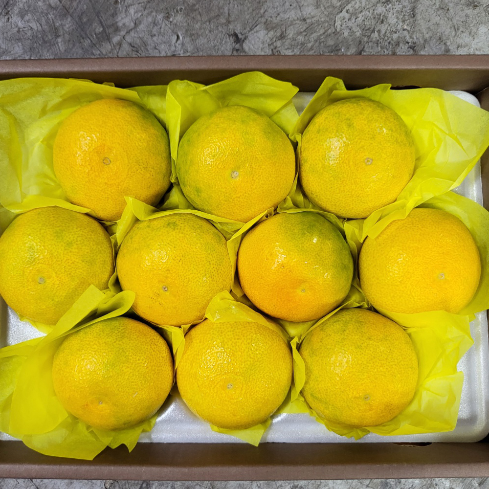 산지직송 제주 황금향 가정용 2kg - 상세 이미지 4