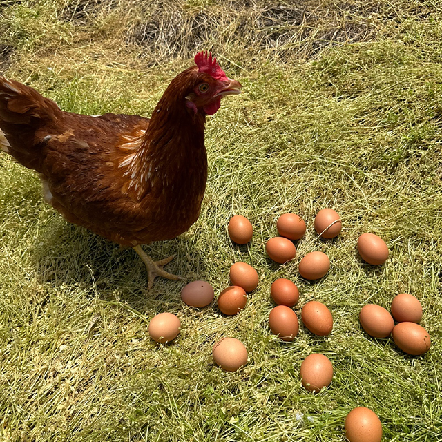 난각번호1번 유정란 무항생제 계란 20구
