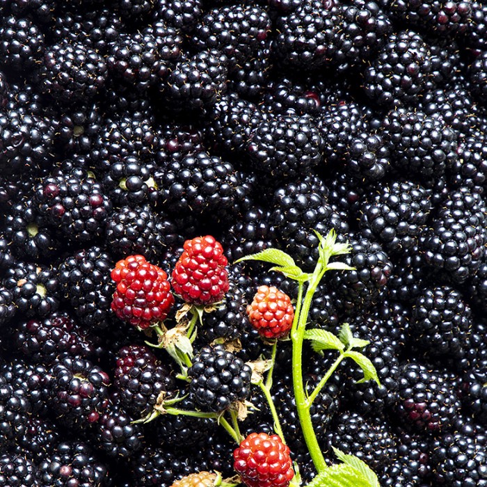 [베리굿] 고창 블랙베리 슈퍼 복분자 급냉 선별 (특품) 트레이포장 2.5kg, 1개