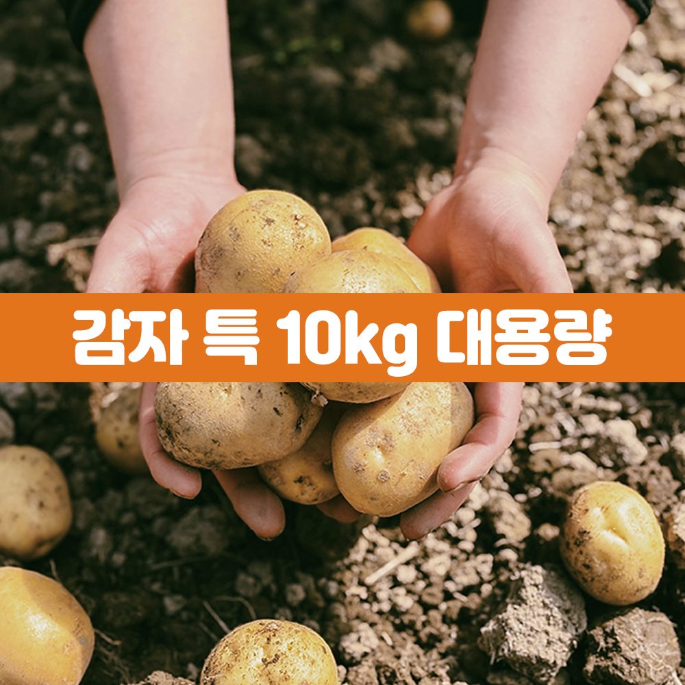 국내산 햇감자 특 10kg / 요리용 감자 / 2025년 수확 - 메인 이미지