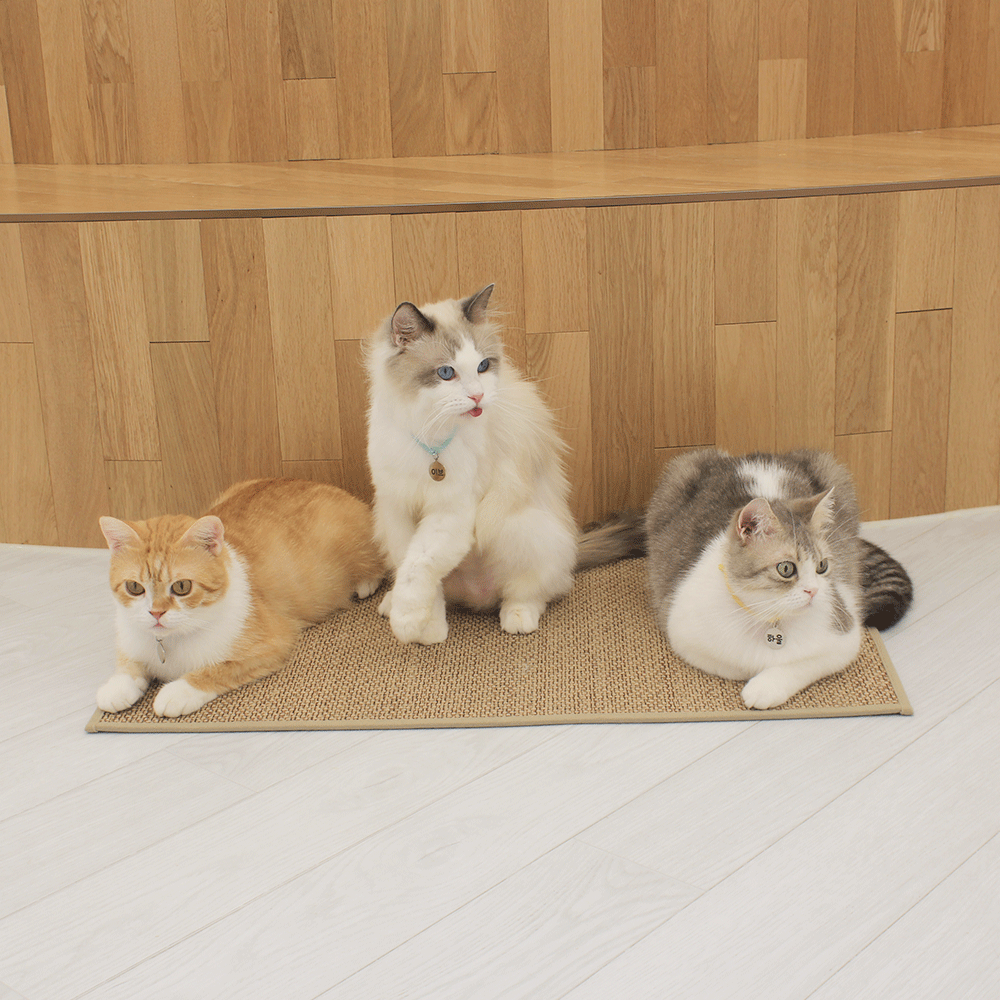 고양이 안식처 캣나인 이너무바 반영구 스크래쳐 카페트 매트타입 플랫형