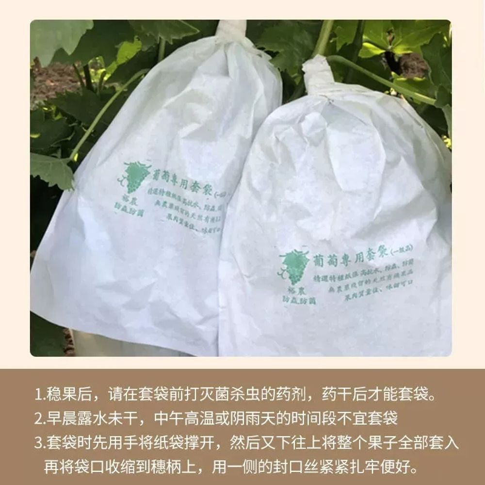 포도 봉지 과수 봉지 포도봉지 닻밴드 원예용 가지유인 - 상세 이미지 5