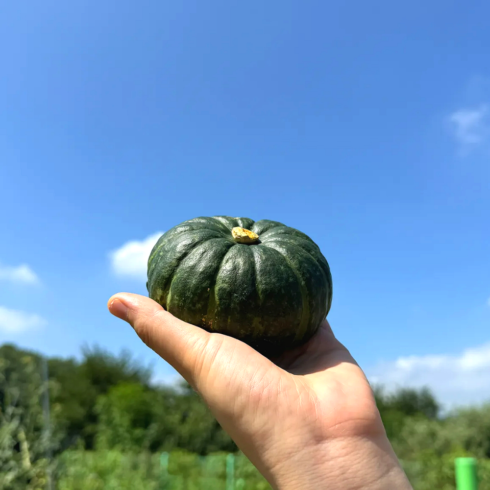 제주 미니 단호박 밤호박 제주도 보우짱 단호박 특품 3kg 5kg 10kg - 상세 이미지 4