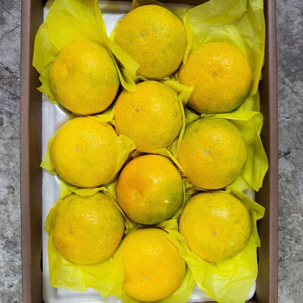 산지직송 제주 황금향 가정용 2kg - 상세 이미지 5