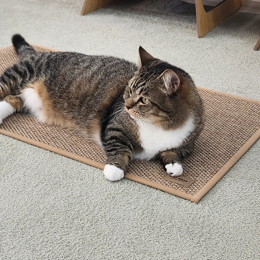 고양이 안식처 캣나인 이너무바 반영구 스크래쳐 카페트 매트타입 플랫형 3월 30일 순차출고 예정 이미지 2