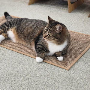고양이 안식처 캣나인 이너무바 반영구 스크래쳐 카페트 매트타입 플랫형 3... 솔직 후기 | 실제 사용자 리뷰 총정리 - 상품 이미지 2