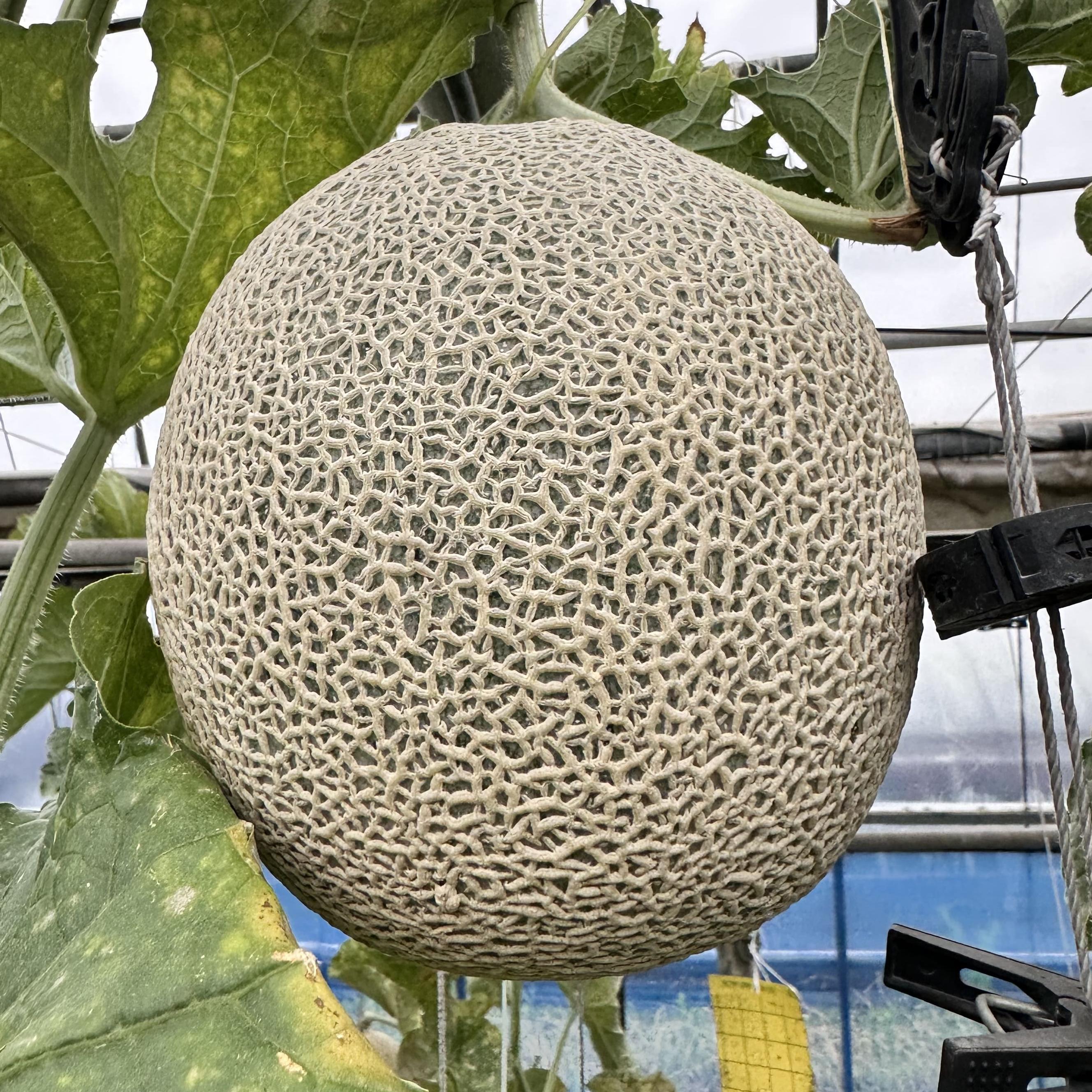 국내산 고당도 머스크멜론 17브릭스 17Brix, 4kg, 2개