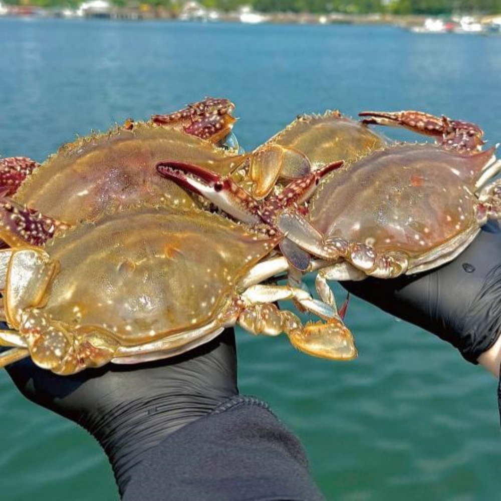 급랭꽃게 수꽃게 꽂개 숫게 서해 서해안 신진도 태안꽃게 꽃개 꽂게 숫꽃게 4kg, 1개