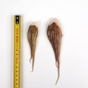 절단쭈꾸미 3kg 5.4kg 냉동 손질 쭈꾸미 볶음용 대용량 업소용 맛있게 먹은 솔직 후기 - 상품 이미지 4