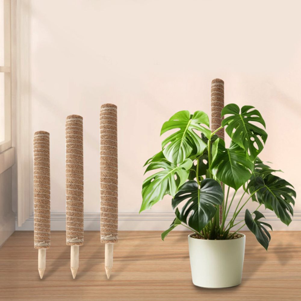 코코넛 수태봉 코코봉 몬스테라 지지대 고정 식물 화분 기둥 스킨답서스 30cm 50cm 70cm - 상품 이미지