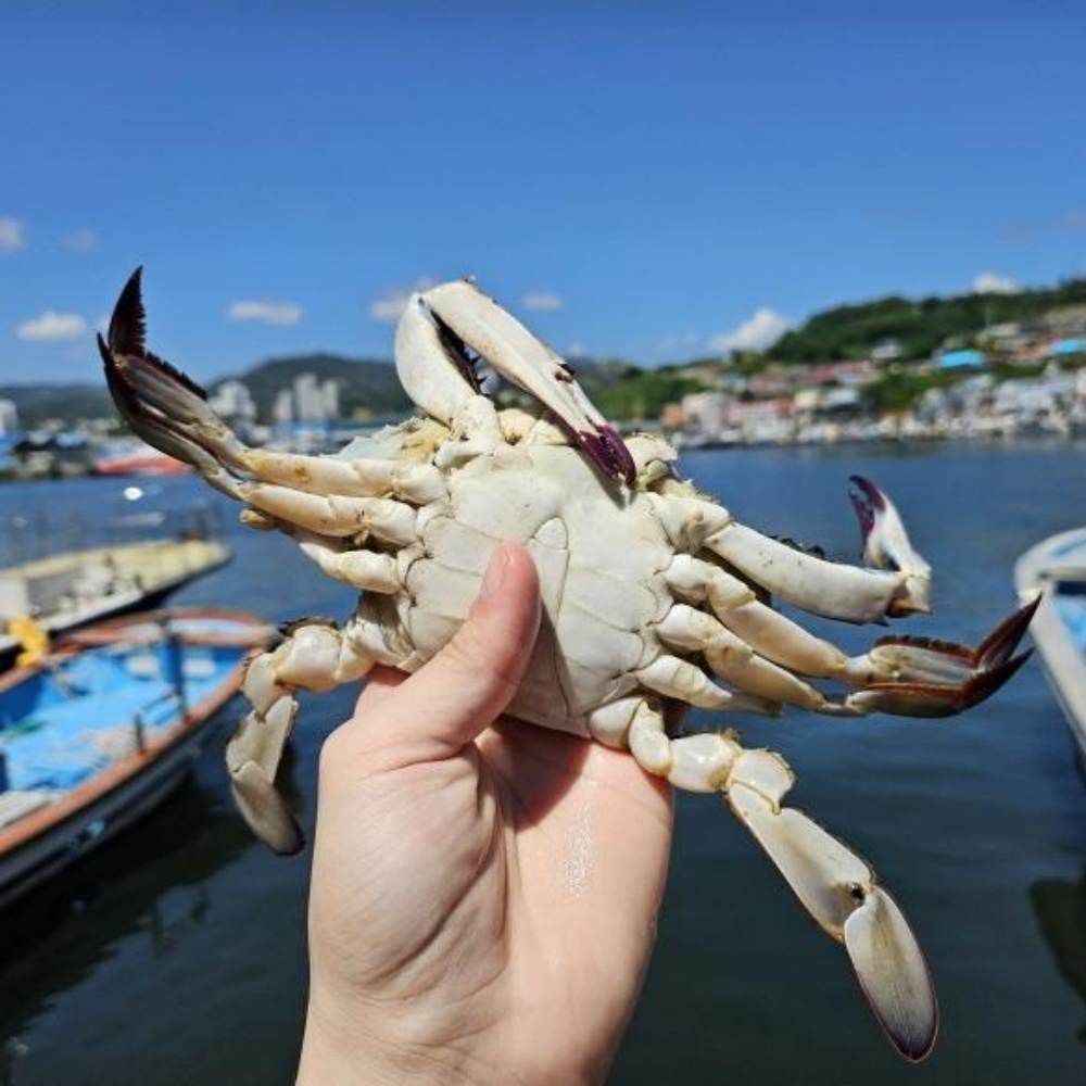급랭꽃게 수꽃게 꽂개 숫게 서해 서해안 신진도 태안꽃게 꽃개 꽂게 숫꽃게 1kg, 1개