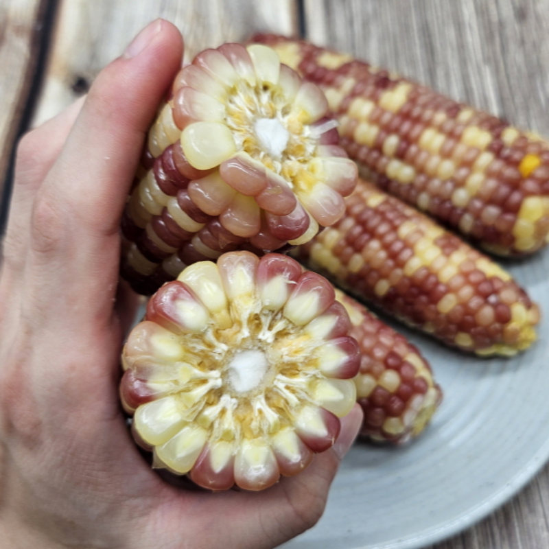 자연가득 쫀득쫀득 맛있게 삶은 홍찰옥수수 10개( 16-18cm) - 상세 이미지 2
