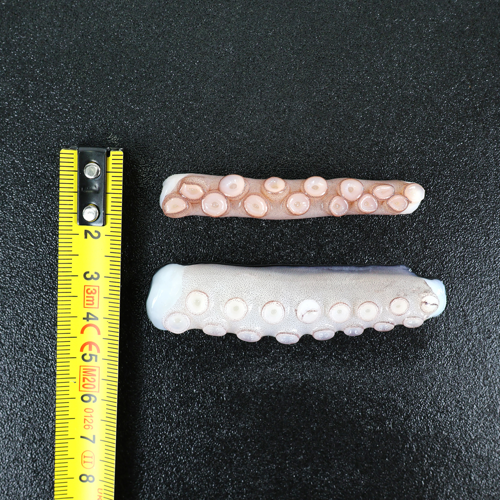 절단낙지 2.7kg 냉동 손질낙지 낙곱새 볶음 대용량 업소용 벌크 - 상세 이미지 4
