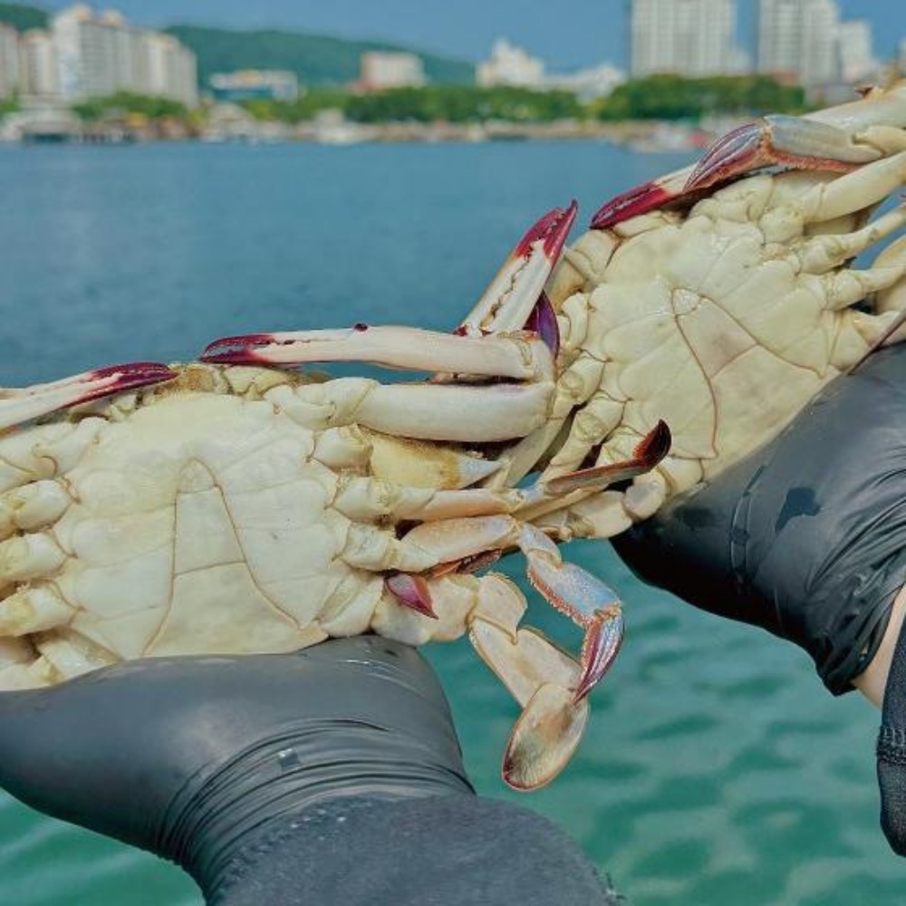 급랭꽃게 수꽃게 꽂개 숫게 서해 서해안 신진도 태안꽃게 꽃개 꽂게 숫꽃게 2kg, 1개
