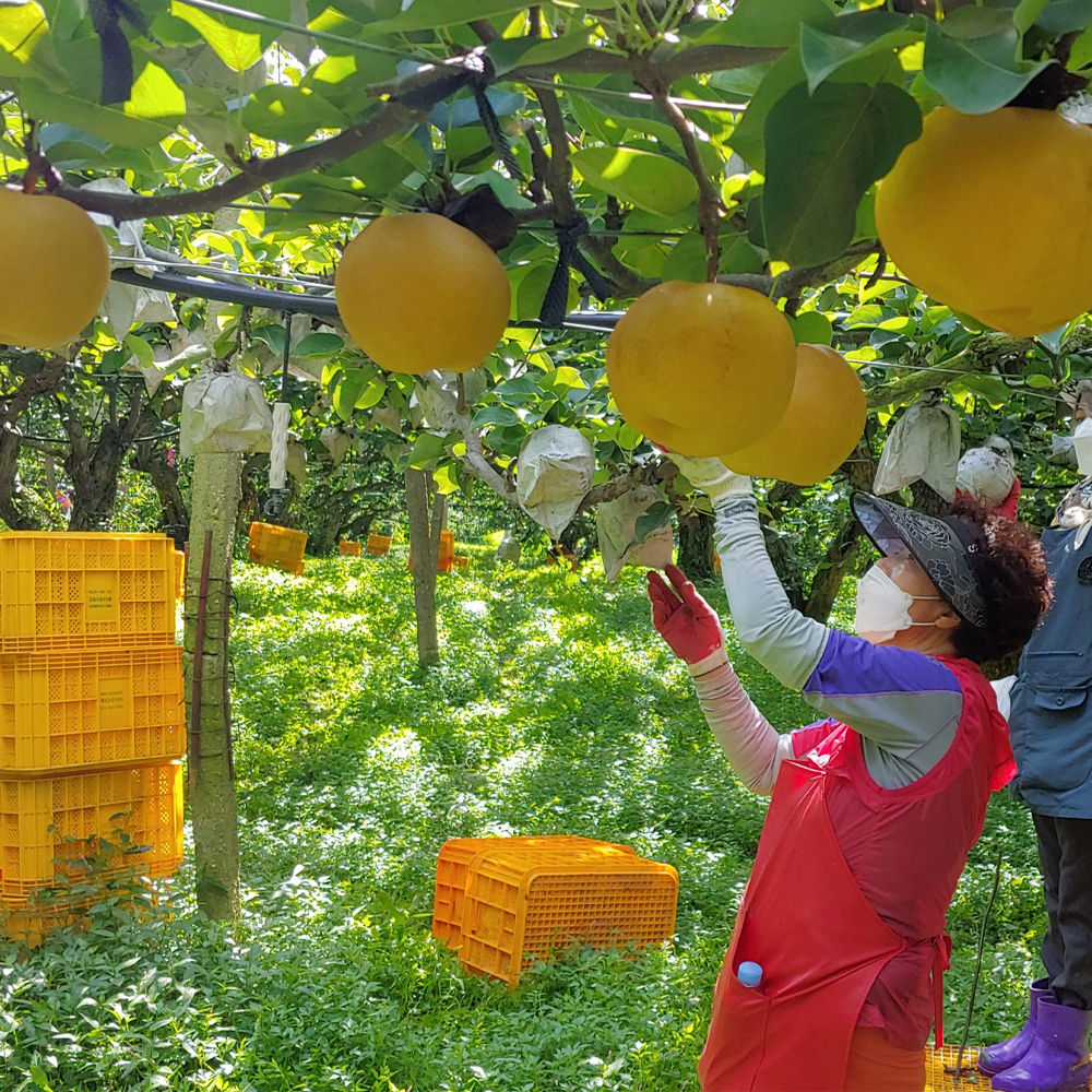 2025 나주 신고배 달달한 고당도 배 특품 3kg 산지직송 이미지 7