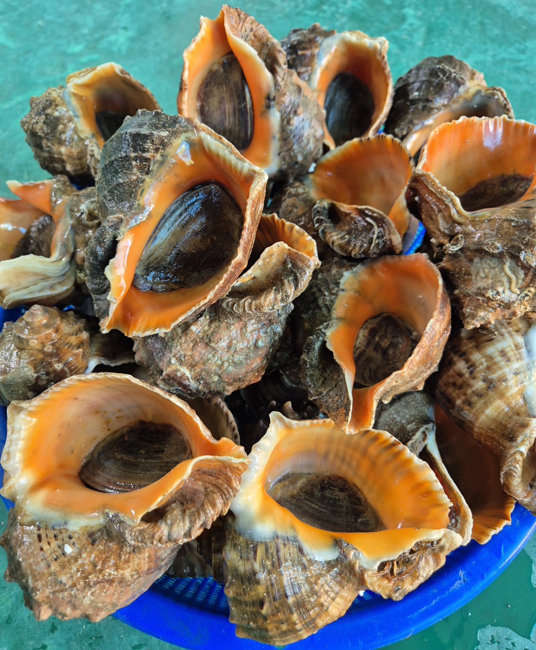 안면도 참소라 1kg 생물 태안 제철 자연산 참소라