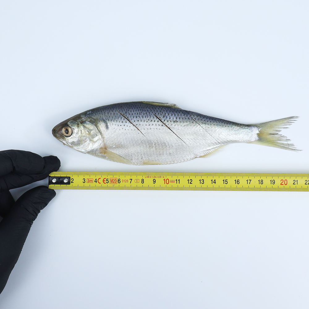 냉동 손질 전어 1kg 내장제거 여름 가을 전어 구이용 - 상세 이미지 4