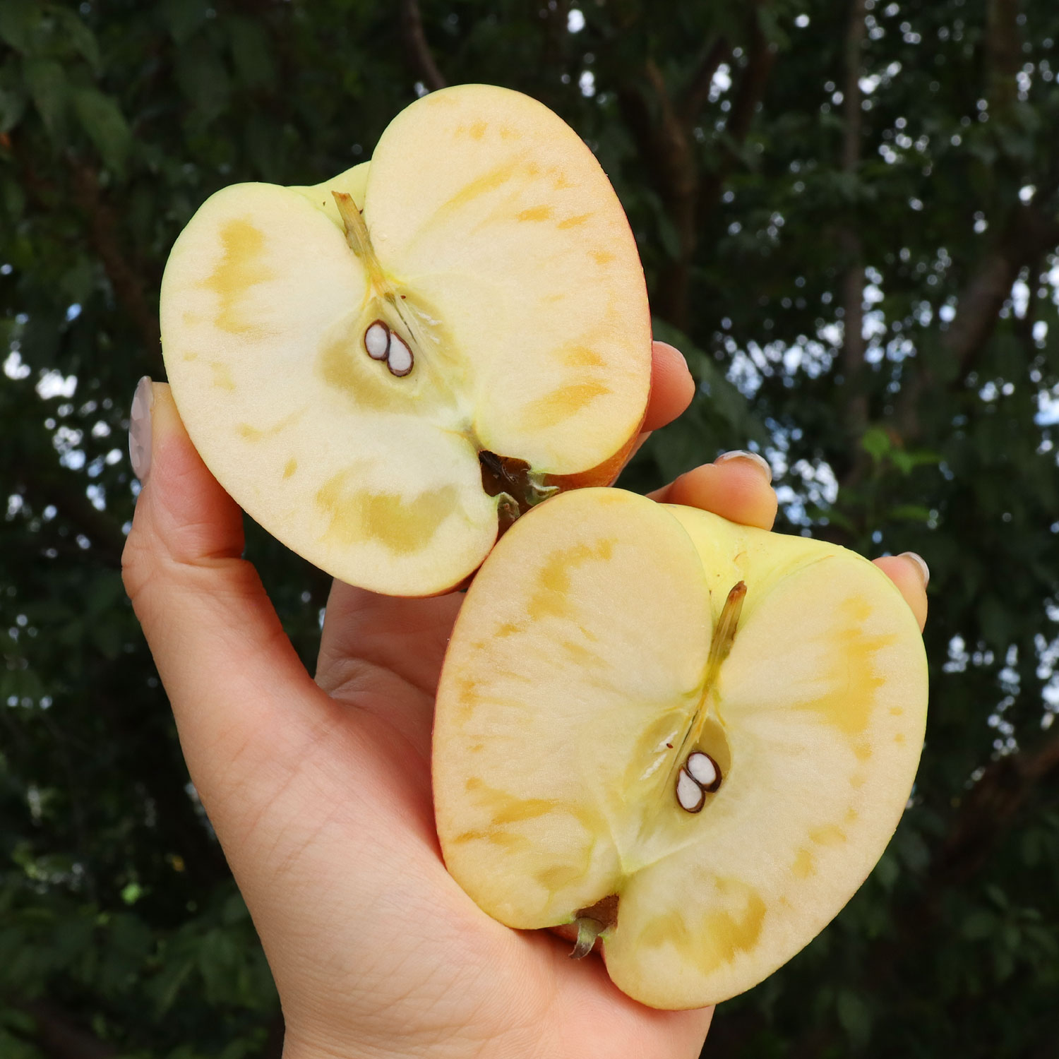 사과 가정용 선물세트 못난이 홍로 부사 꿀사과