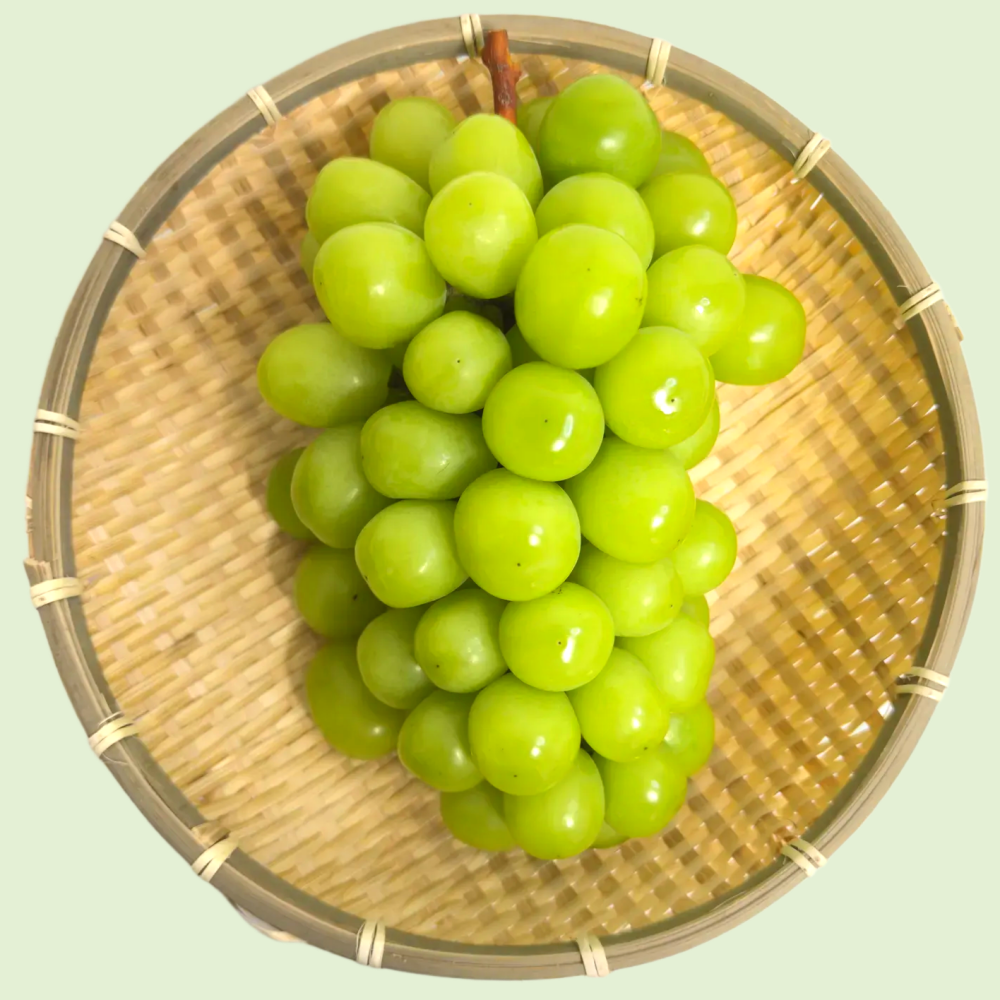 샤인머스켓 망고포도 고당도 프리미엄 추석 명절 선물세트