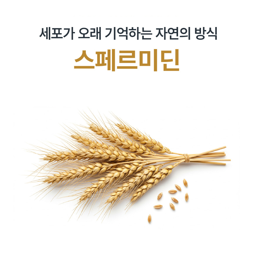 스페르미딘 밀배아추출물 스퍼미딘 30정 - 상세 이미지 5