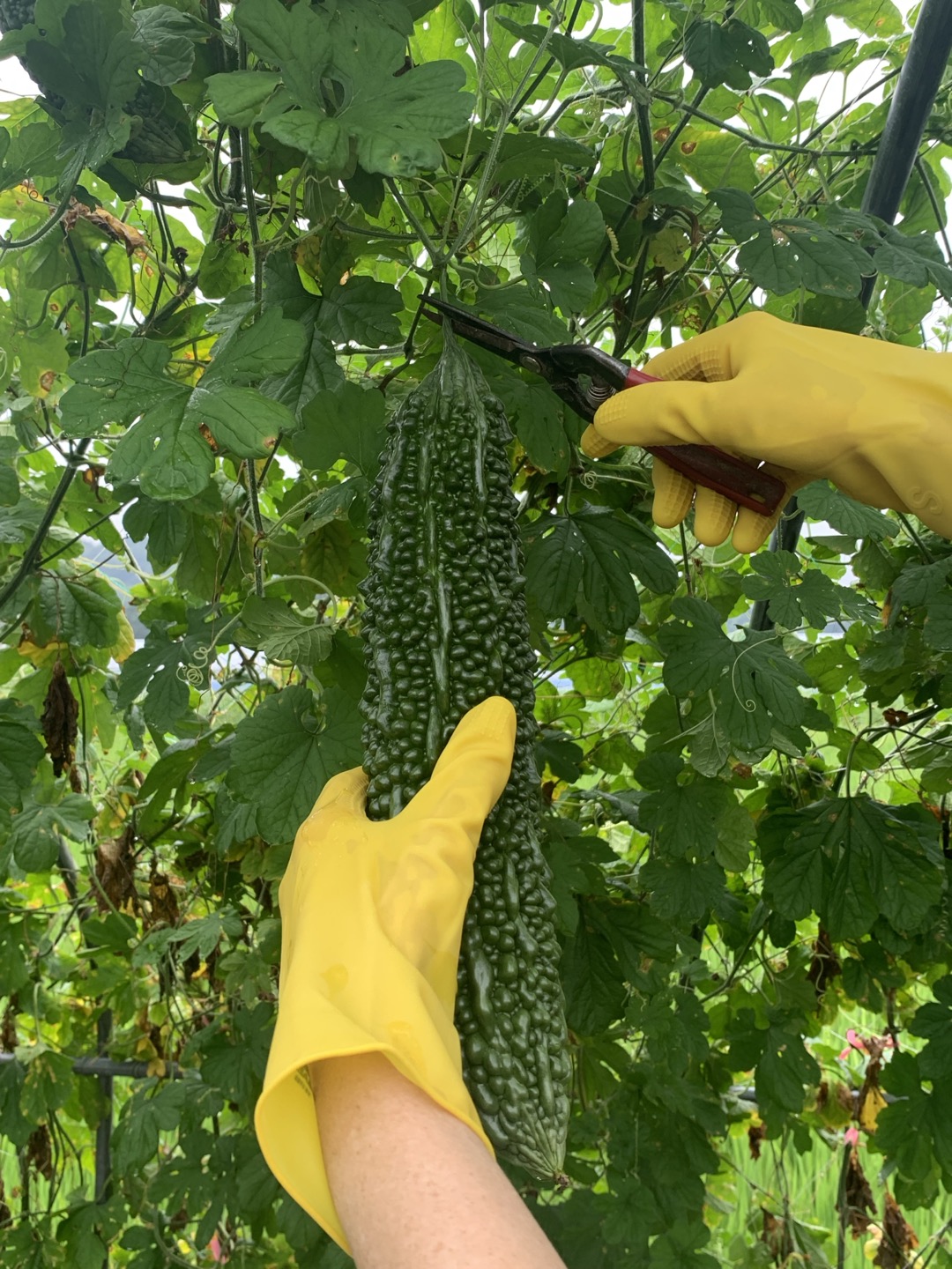 국산 여주분말 가루 70g, 1개 - 상세 이미지 3