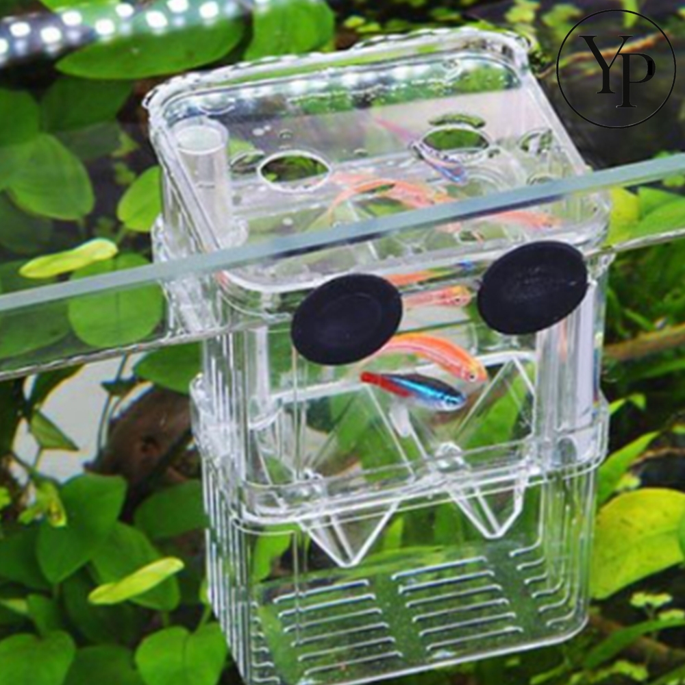 물고기 부화 격리통 구피 열대어 치어받이 어항 보조 아크릴통