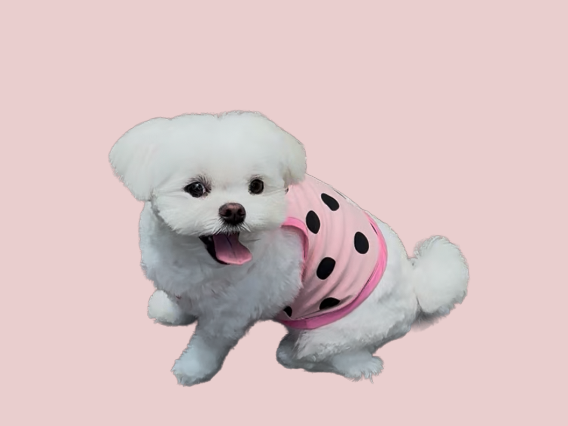 강아지 여름 옷 귀여운 핑크 도트 나시 산책복 반려견 패션 소형견 중형견 - 상품 이미지