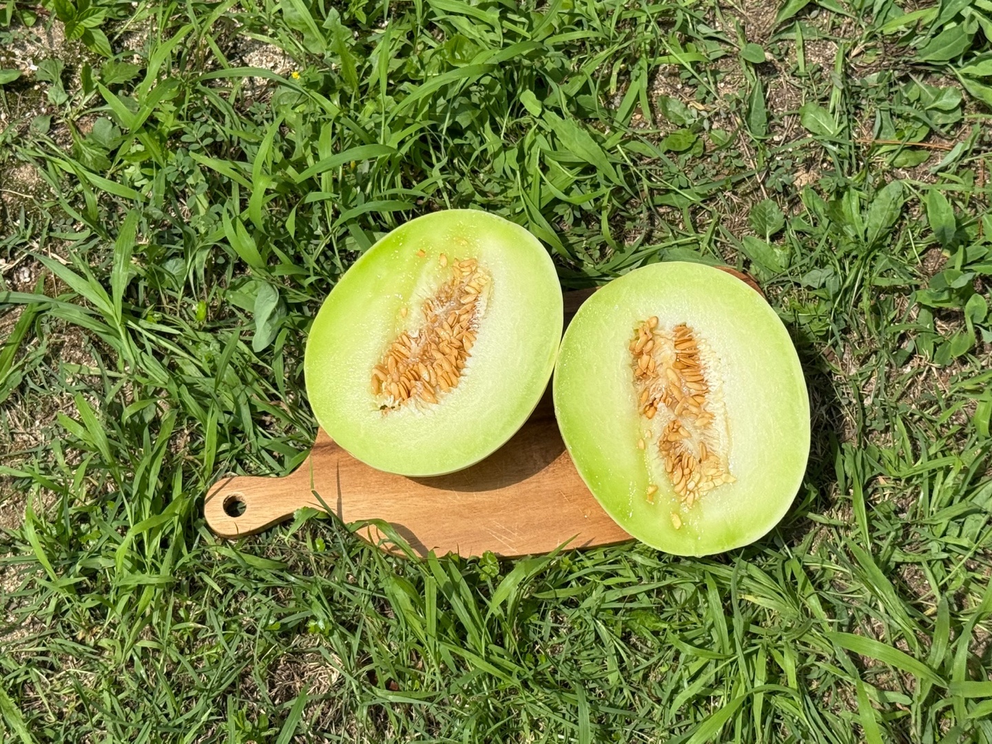 허니듀 탈록 멜론 2kg, 1개 - 상세 이미지 4