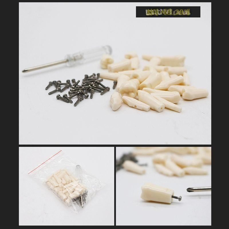 모델 구강 실습 분리 덴티폼 모형 스케일링 이빨 잇몸 부드러운 잇몸 모델 28개 치아 - 상세 이미지 5