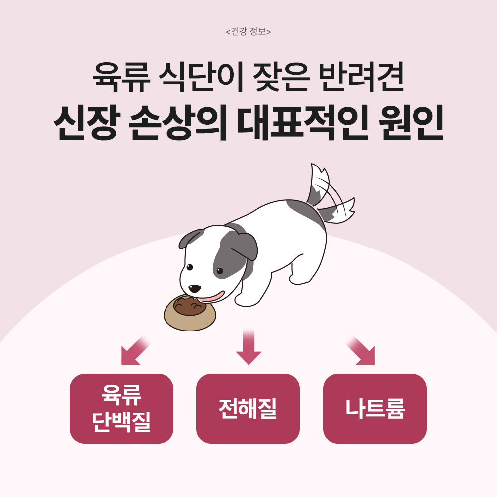 닥터바이 레날 강아지 신장 요로 크랜베리 영양제 30개입, 1개 - 상세 이미지 5