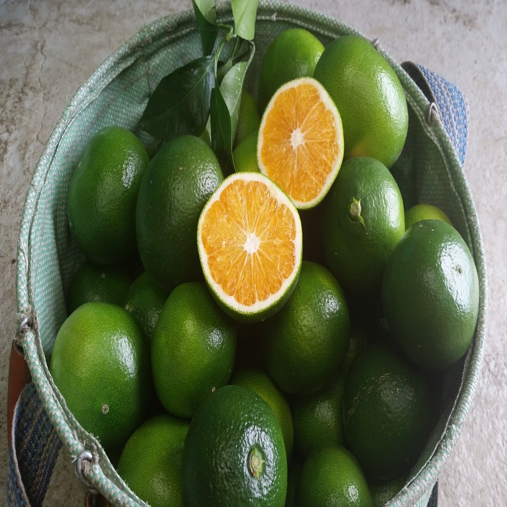 제주 청귤 풋귤 제철 산지직송 로얄과 2kg, 3kg, 5kg - 상세 이미지 2