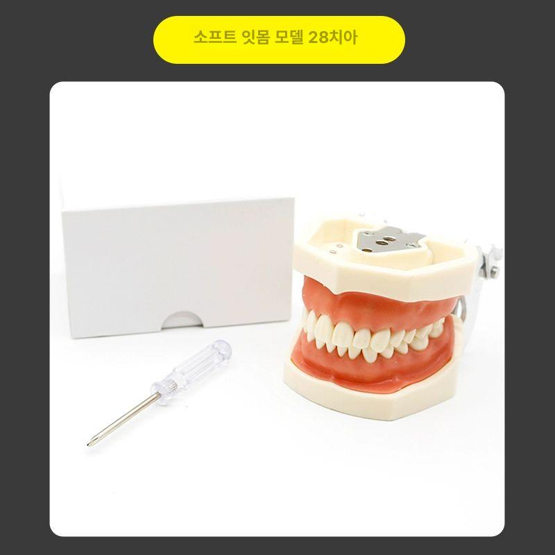 모델 구강 실습 분리 덴티폼 모형 스케일링 이빨 잇몸 부드러운 잇몸 모델 28개 치아 - 상세 이미지 4