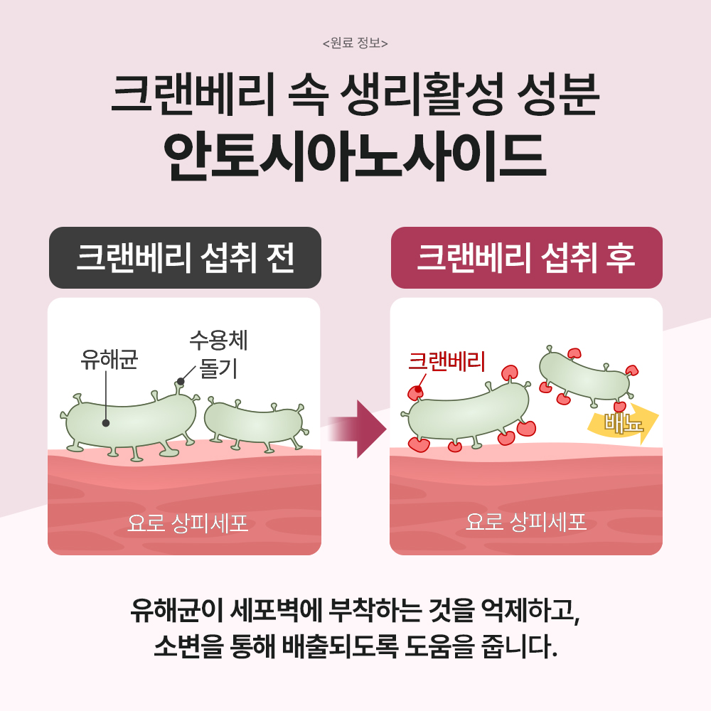닥터바이 레날 강아지 신장 요로 크랜베리 영양제 30개입, 1개 이미지 2