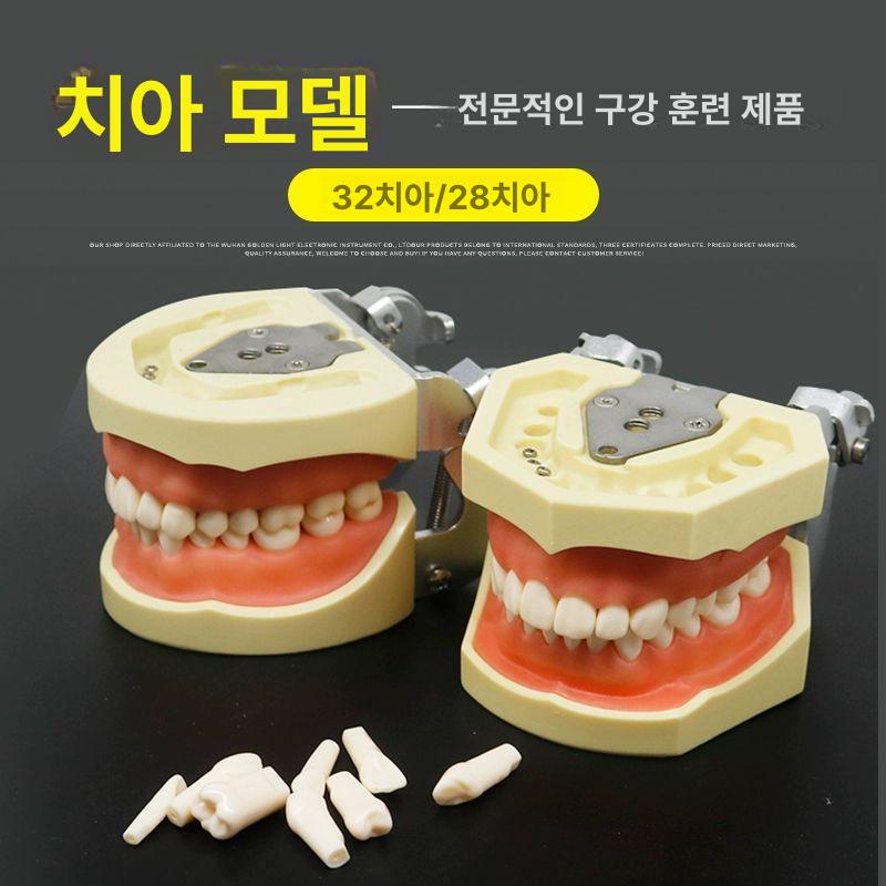모델 구강 실습 분리 덴티폼 모형 스케일링 이빨 잇몸 부드러운 잇몸 모델 28개 치아 - 상세 이미지 2