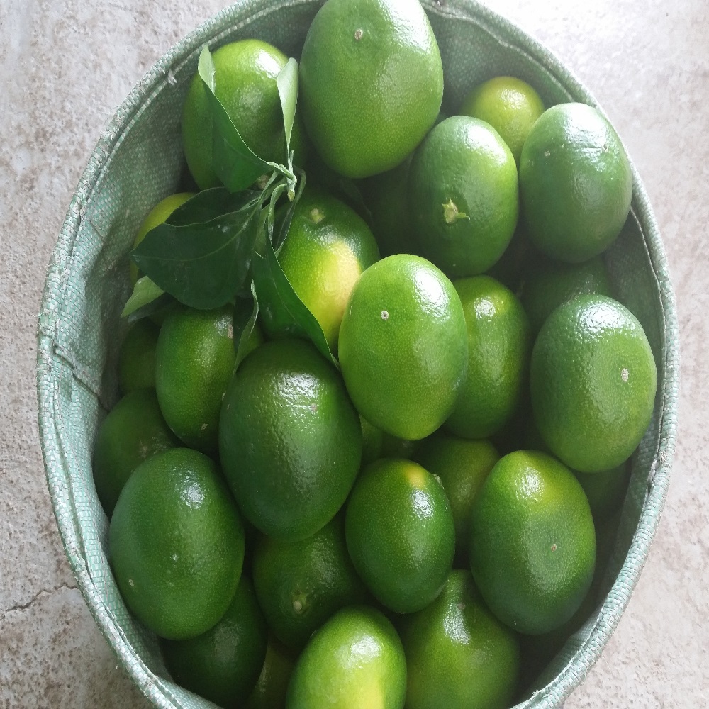 제주 청귤 풋귤 제철 산지직송 로얄과 2kg, 3kg, 5kg - 상세 이미지 3