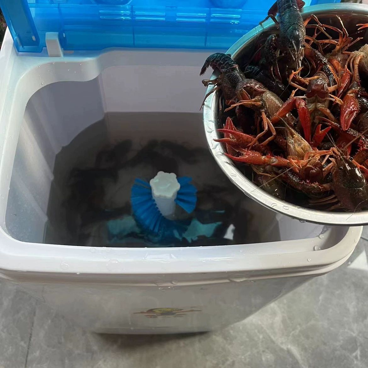 전복 세척기 랍스터 클리너 씻는 바지락 중형 수산물 랍스터 세척기 세척 가능 보증 - 상세 이미지 3